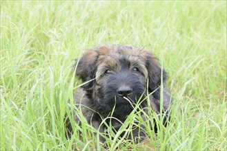 A playful puppy hides in the tall grass and looks curiously, Briard (Berger de Brie), puppy, 8