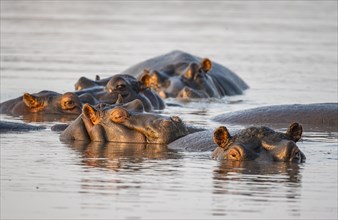 Hippos (Hippopatamus amphibius), group in the water at sunset with reflection, adult, Sabie River,