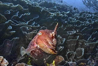 Broadclub cuttlefish (Sepia latimanus), Wakatobi Dive Resort, Sulawesi, Indonesia, Asia