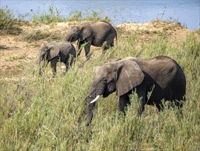 African elephant (Loxodonta africana), group feeding on the banks of the Sabie River, Kruger