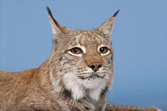 Eurasian lynx (Lynx lynx), animal portrait, captive, studio shot