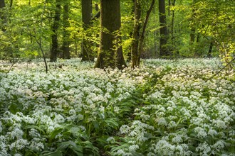 A narrow path leads through a deciduous forest with white flowering ramson (Allium ursinum) in