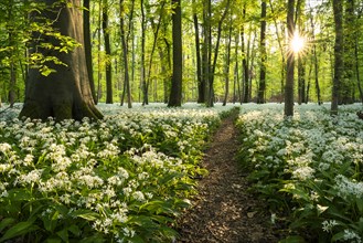A path leads through a deciduous forest with white flowering ramson (Allium ursinum) in spring.