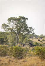 African buffalo (Syncerus caffer caffer), herd in the African savannah, Kruger National Park, South
