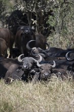 Herd of african buffalo (Syncerus caffer caffer) lying in dry grass, African savannah, Kruger