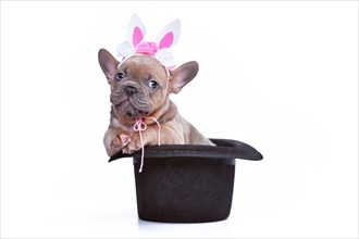Cute blue fawn French Bulldog dog puppy with Easter bunny headband in black magician hat on white