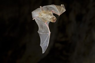 Common bent-wing bat (Miniopterus schreibersii) in flight in a cave, Northern Bulgaria, Bulgaria,