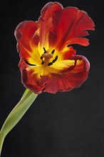 Blossom of the parrot tulip (Tulipa) on a dark background, Bavaria, Germany, Europe