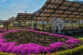 White wooden waterwheel under solar panel at public park with purple flowers in foreground