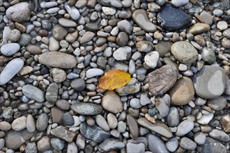 A single orange-coloured beech leaf lies on grey stones in autumn, Salzach, Burghausen, Upper