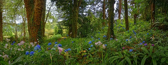 Panorama of a flowering forest with blue hydrangeas in bloom and green undergrowth, Terra Nostra