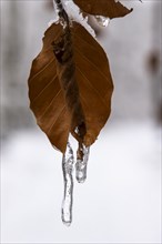 Small icicles on dry beech leaves in winter, Close Up, Lindensee, Ruesselsheim am Main, Hesse,