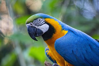 Blue and yellow macaw (Ara ararauna) Pantanal Brazil