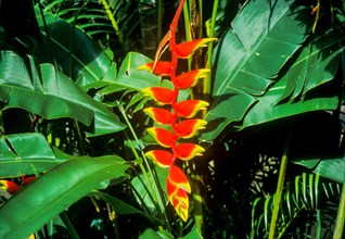 Seychelles, Flora, Heliconia rostrata, Africa