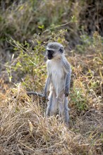 Vervet monkey (Chlorocebus) standing in the grass, alert, Kruger National Park, South Africa,