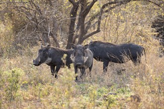 Common warthog (Phacochoerus africanus), three warthogs in tall dry grass, Kruger National Park,