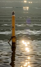 Bird Standing on a Pole on Lake Lugano with Sun reflection in a Sunny Day in Morcote, Ticino,