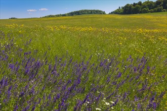 Flower meadow, landscape, wildflowers, meadow clary (Salvia pratensis), purple flowers, summer
