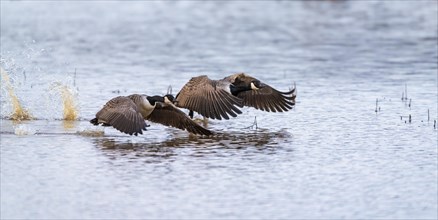 Canada Goose, Branta canadensis, birds in flight over marshes at winter