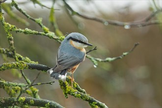 Nuthatch sitting on a branch looking from behind on the right