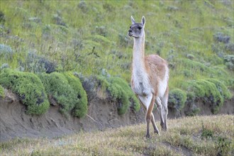 Guanaco (Llama guanicoe), Huanaco, adult animal strides proudly, Torres del Paine National Park,