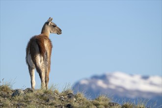 Guanaco (Llama guanicoe), Huanako, adult, in front of blue sky, Torres del Paine National Park,
