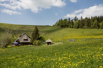 Mountain inn and flower meadow, Hinterwaldkopfhuette, Hinterwaldkopf, Hinterzarten, Black Forest,