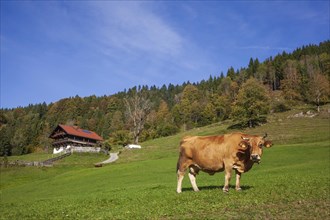 Cow on the Graseck Alm, Garmisch-Partenkirchen, Werdenfelser Land, Upper Bavaria, Bavaria, Germany,