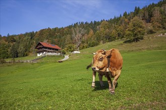 Cow on the Graseck Alm, Garmisch-Partenkirchen, Werdenfelser Land, Upper Bavaria, Bavaria, Germany,