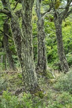 Forest of lichen-covered southern beeches (Nothofagus) in Tierra del Fuego National Park, Tierra