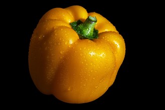 Moisture pearls on a yellow pepper emphasise the freshness, dark background