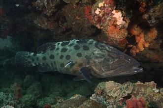 Potato grouper (Epinephelus tukula) and cleaner fish. Dive site Sodwana Bay National Park,