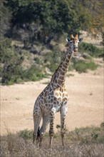 Southern giraffe (Giraffa giraffa giraffa), standing in dry African savannah, Kruger National Park,