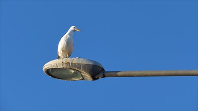 A seagull sits on a street lamp under the clear blue sky, Gythio, Mani, Peloponnese, Greece, Europe