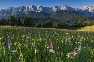 Alpine meadow with flowers in front of mountains, orchids, morning light, summer, Eckbauer,