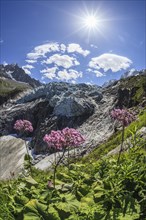Mountain peak with glacier tongue and flowers in sunlight, backlight, Argentiere glacier, Mont