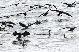 Flock of great cormorant (Phalacrocorax carbo) approaching, Filso nature reserve, Henne Kirkeby,