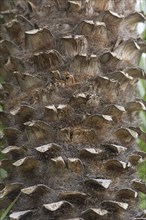 Trunk of a european fan palm (Chamaerops humilis), Close up, Botanical Garden, Erlangen, Middle