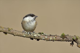 Willow Tit (Parus montanus) sitting on a branch covered with moss, Wilnsdorf, North