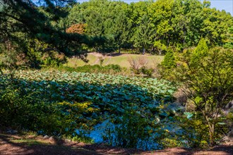 Landscape of lily pond at public park in afternoon shade