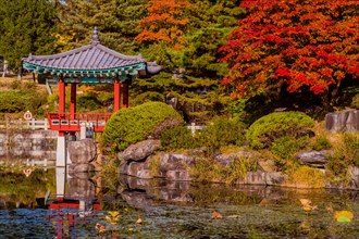 Oriental gazebo with terracotta tile roof at edge of man made pond with trees in beautiful fall