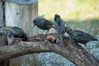 Starling Four Birds Standing on Branch Seeing Different