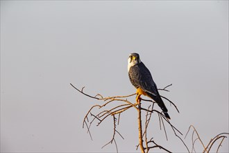 Aplomado falcon (Falco femoralis) Pantanal Brazil