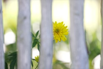 Yellow dahlias (Dahlia) behind a rustic wooden garden fence, farm garden, Fladungen Open-Air