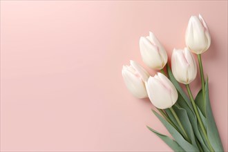 White tulip flowers on pink background. KI generiert, generiert AI generated