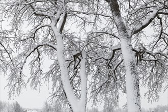 Nature, winter, trees branches covered with snow, Province of Quebec, Canada, North America