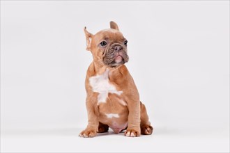 Blue red fawn French Bulldog dog puppy sitting on white background