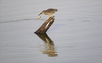 Mangrove heron (Butorides striata atricapilla), sitting on a tree stump in the water with prey in