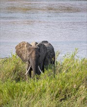 African elephant (Loxodonta africana), on the banks of the Sabie River, Kruger National Park, South