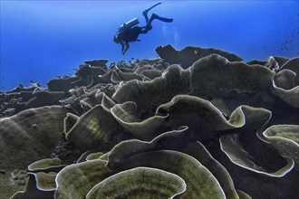 Small polyp stony coral, (Montipora mactanensis), with diver, Wakatobi Dive Resort, Sulawesi,